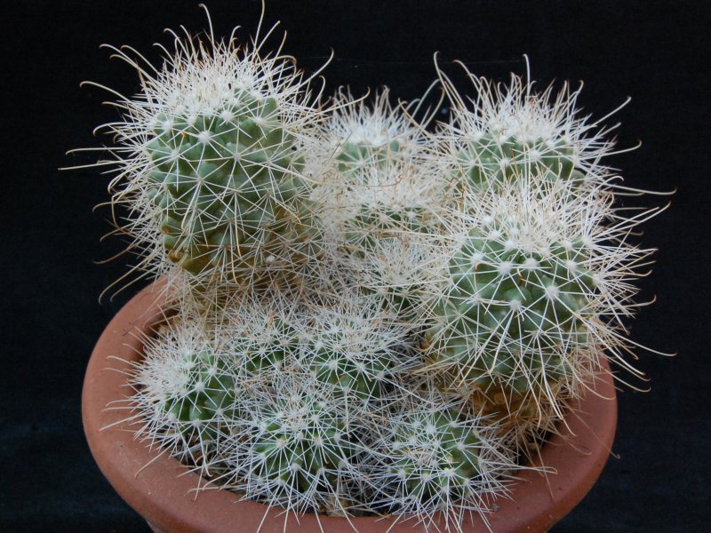 Mammillaria pondii ssp. setispina 