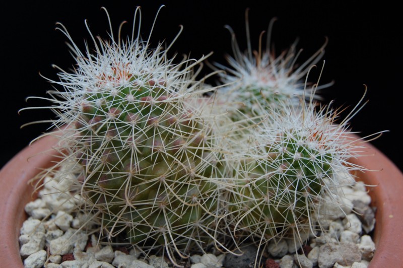 Mammillaria pondii ssp. setispina 