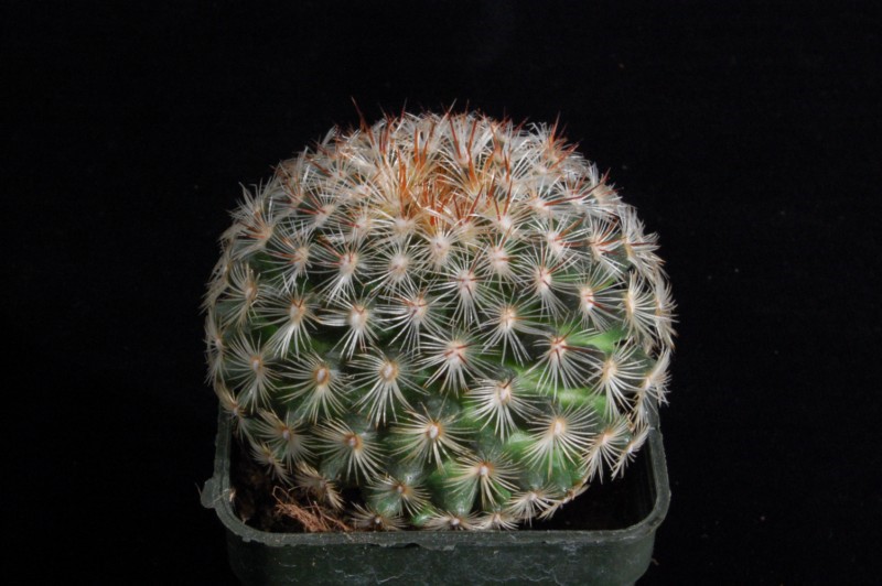 mammillaria deherdtiana