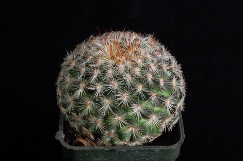 Mammillaria deherdtiana 