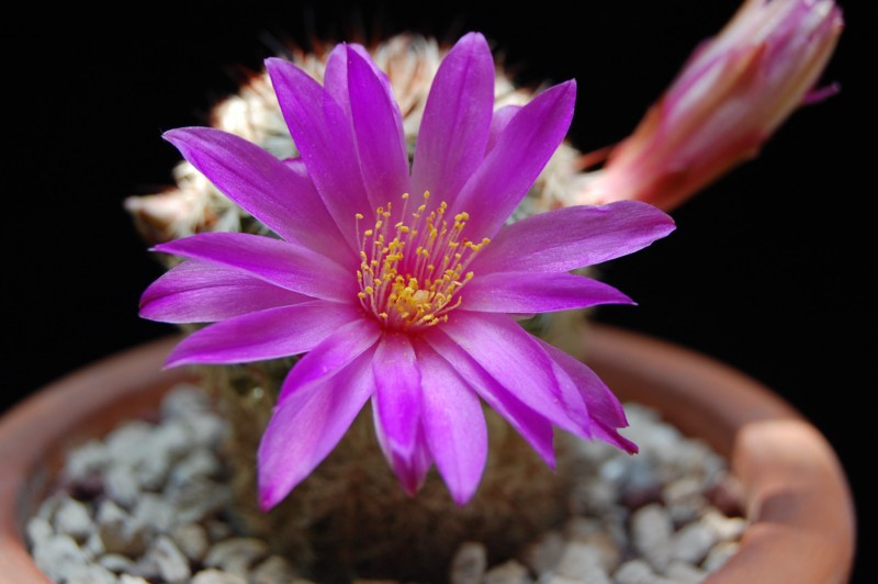 Mammillaria deherdtiana 