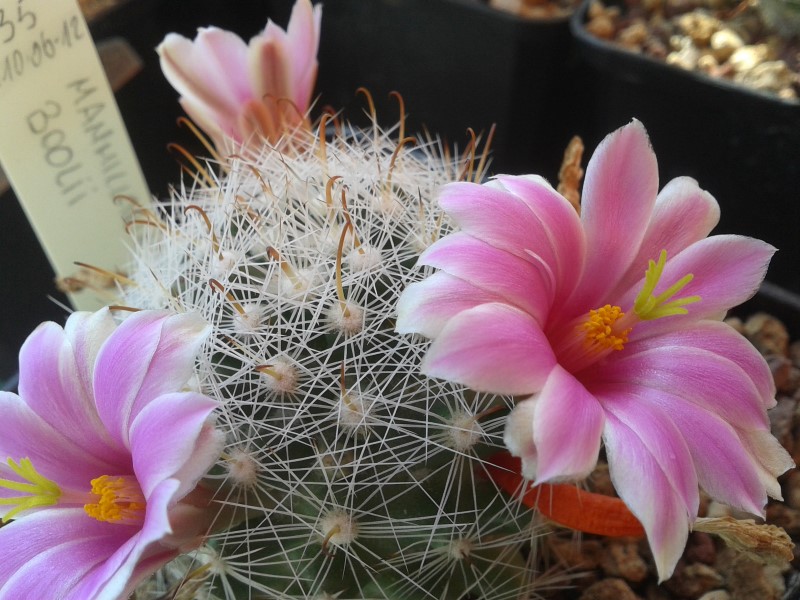 Mammillaria boolii 