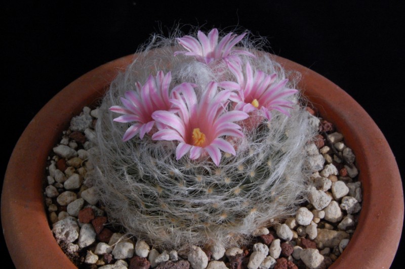 Mammillaria aureilanata 