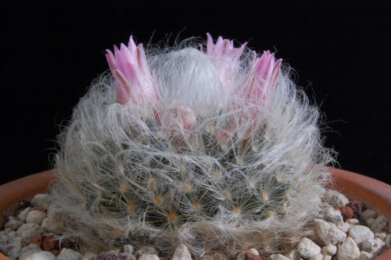 Mammillaria aureilanata 