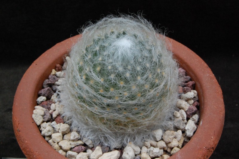 Mammillaria aureilanata 