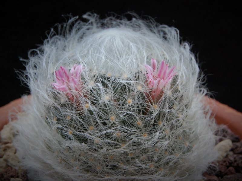 Mammillaria aureilanata 