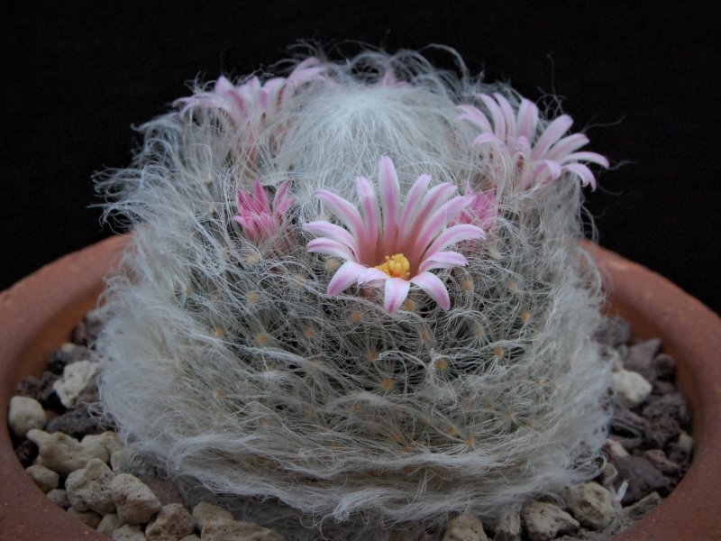 Mammillaria aureilanata 