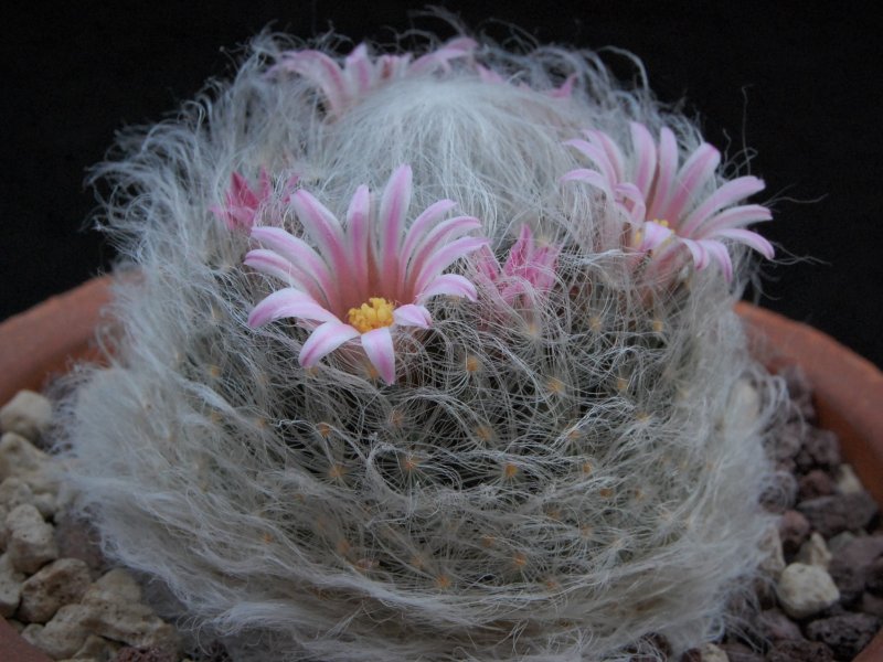 Mammillaria aureilanata 