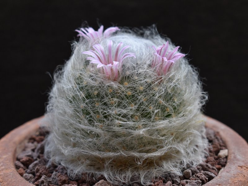 Mammillaria aureilanata 