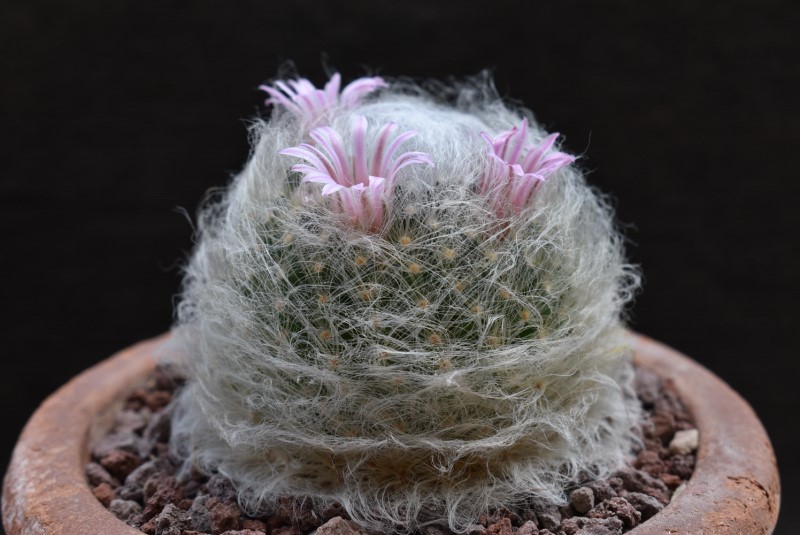 Mammillaria aureilanata 