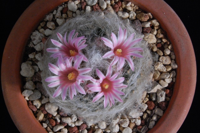 Mammillaria aureilanata 