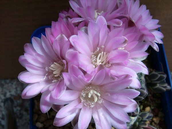 Gymnocalycium bruchii 