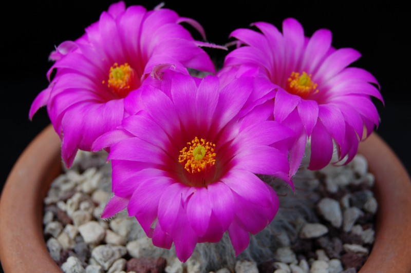 Mammillaria guelzowiana 