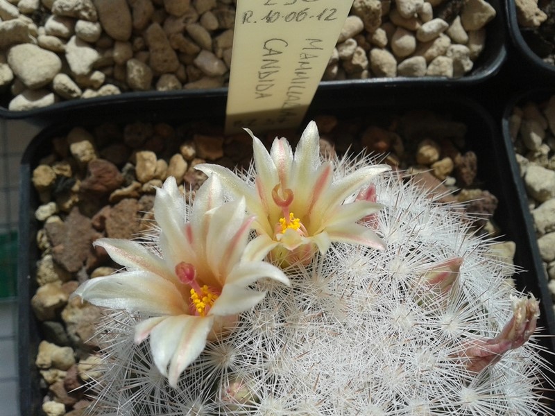 Mammillaria candida BZ 37