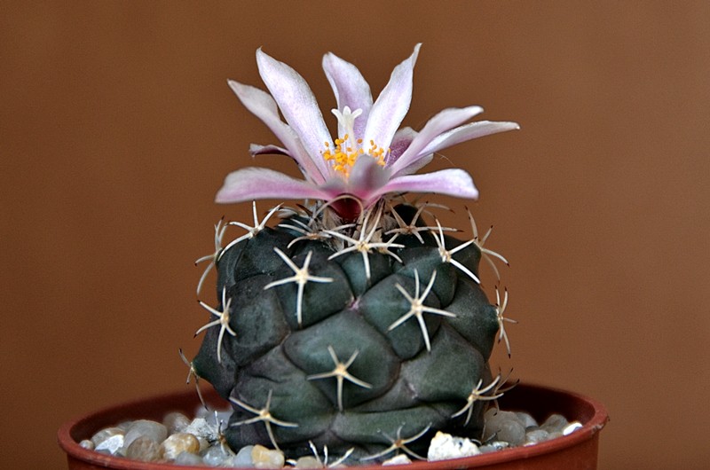 Turbinicarpus lophophoroides 