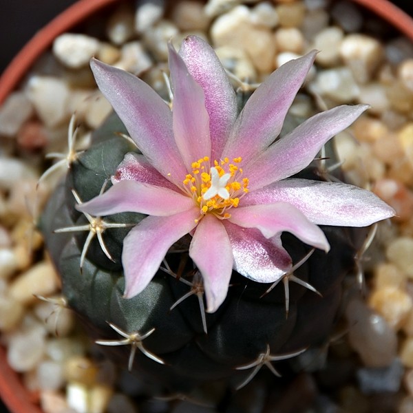 Turbinicarpus lophophoroides 