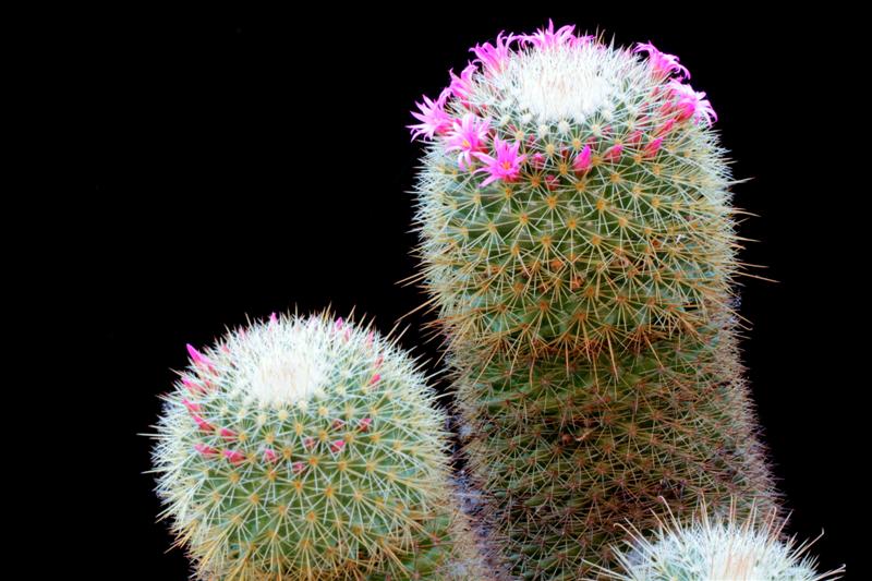 Mammillaria spinosissima ssp. pilcayensis 