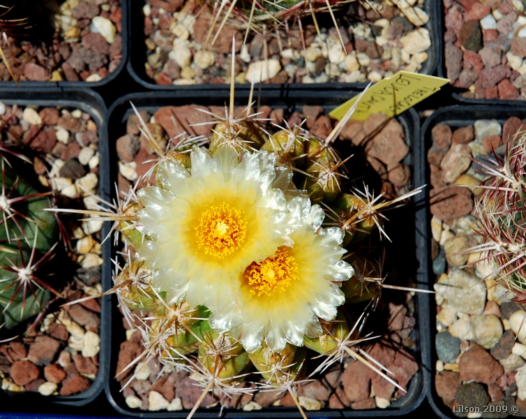 Thelocactus leucacanthus 