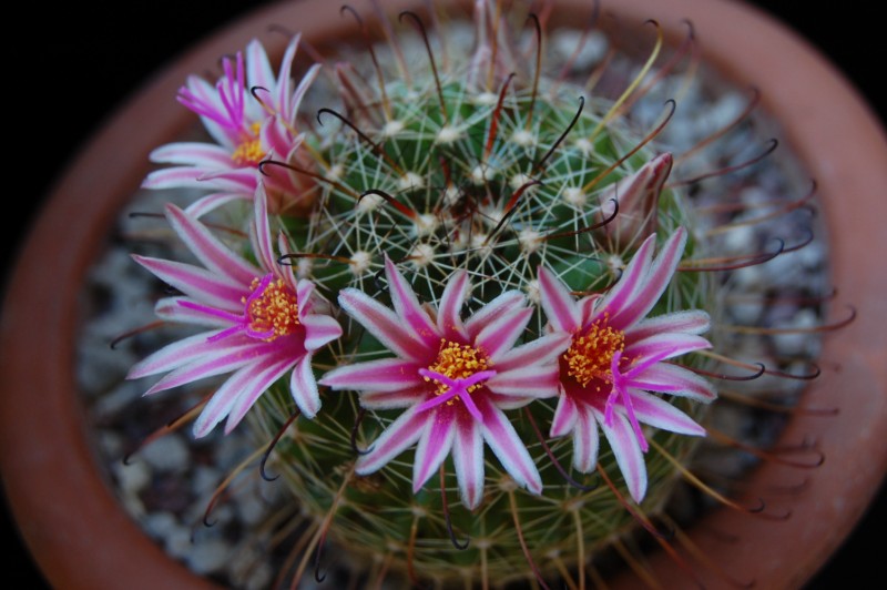 Mammillaria mainiae 