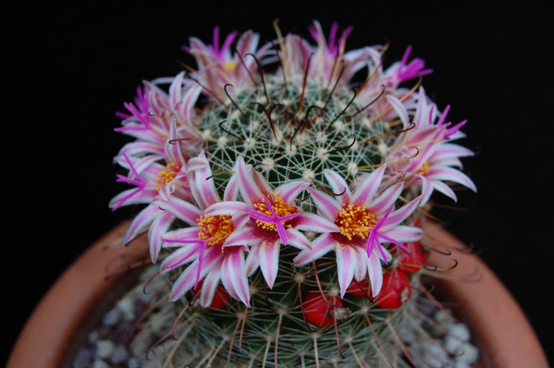 Mammillaria mainiae 