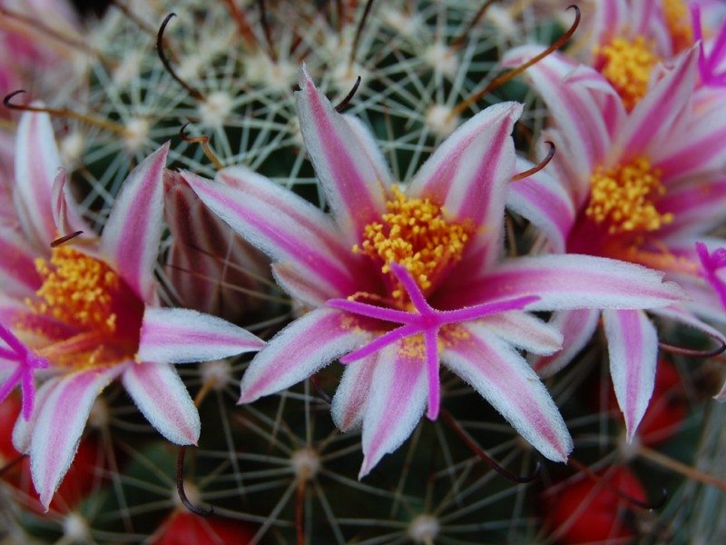 Mammillaria mainiae 