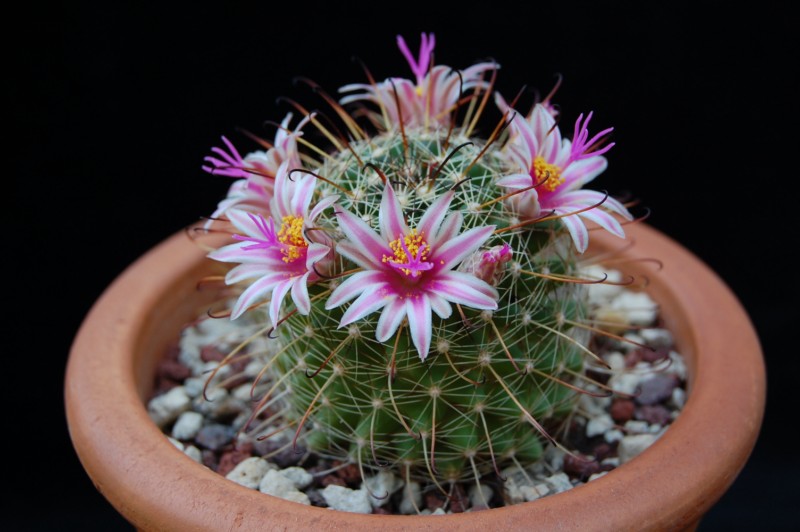 Mammillaria mainiae 