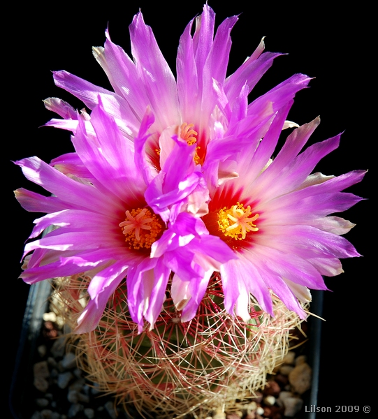 Thelocactus bicolor v. tricolor 