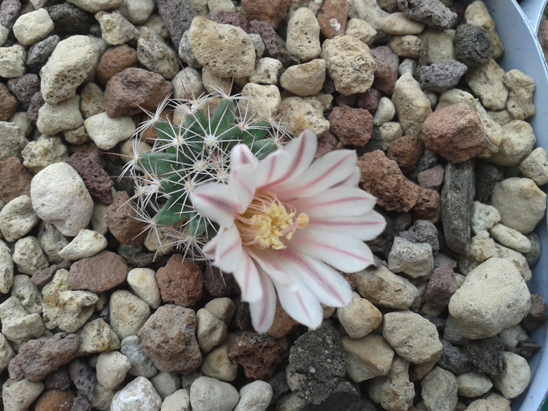 Mammillaria coahuilensis 