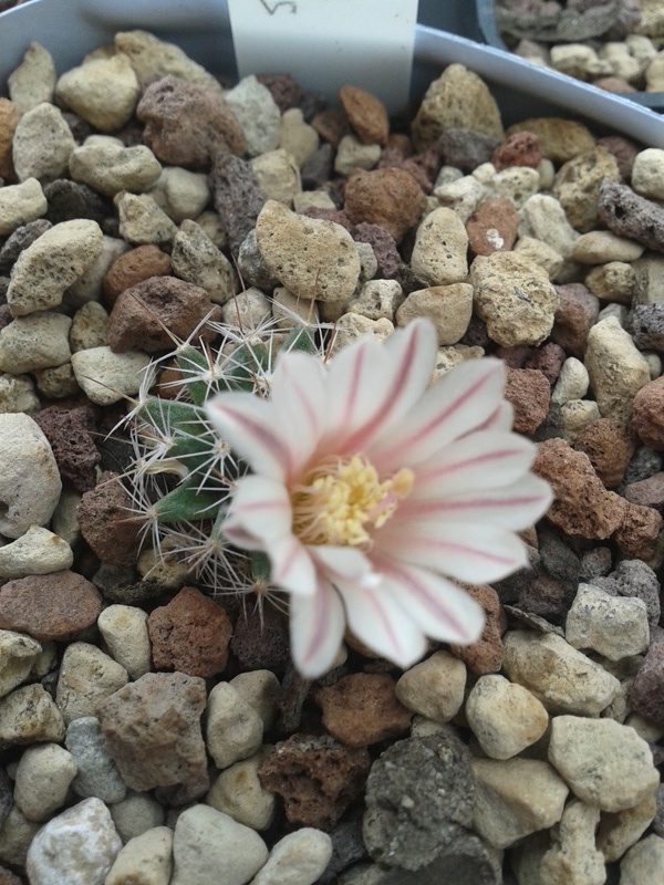 Mammillaria coahuilensis 