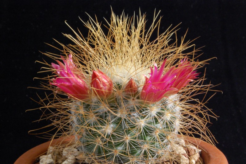 Mammillaria rekoi ssp. leptacantha 