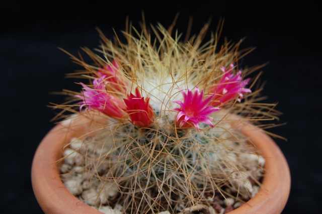 mammillaria rekoi ssp. leptacantha 
