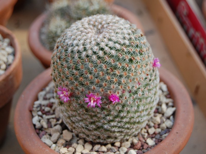 Mammillaria huitzilopochtli 