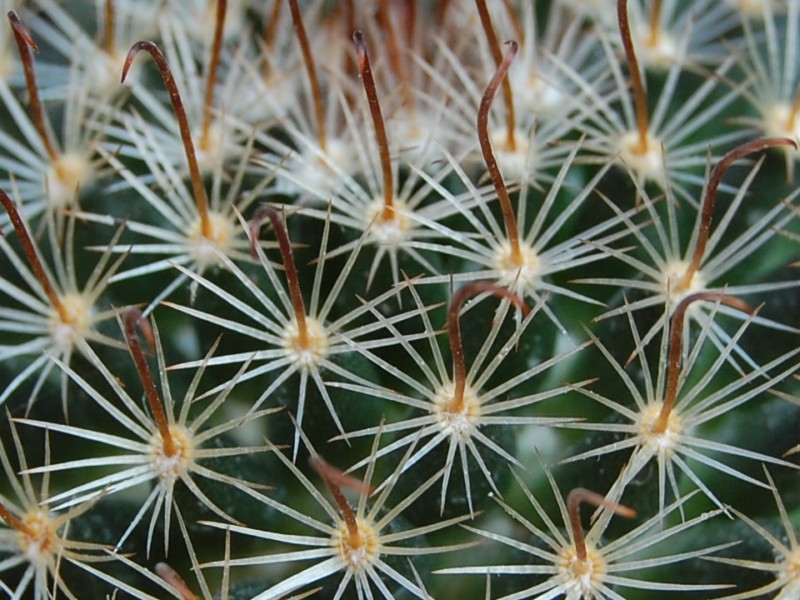 Mammillaria unihamata 