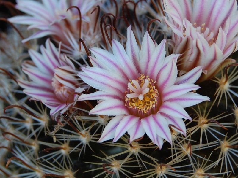 Mammillaria unihamata 