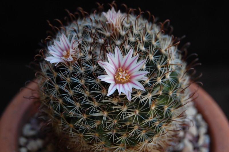 Mammillaria unihamata 