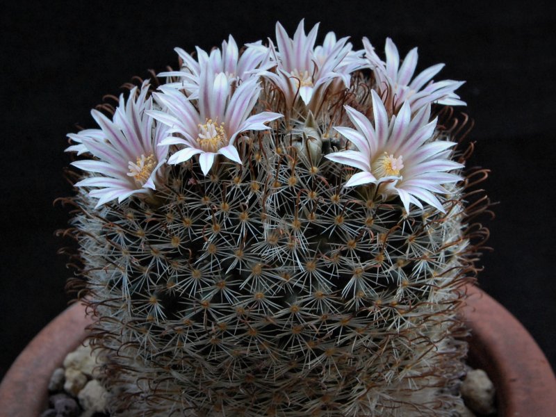 Mammillaria unihamata 