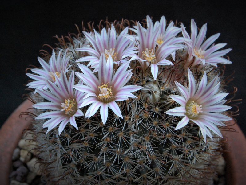 Mammillaria unihamata 