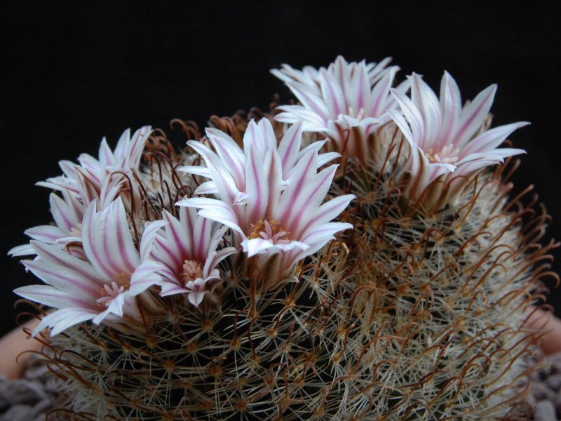 mammillaria unihamata