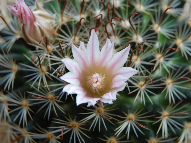 Mammillaria unihamata 