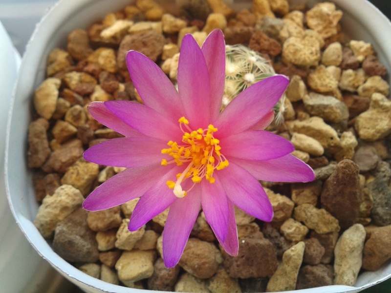 Mammillaria deherdtiana 