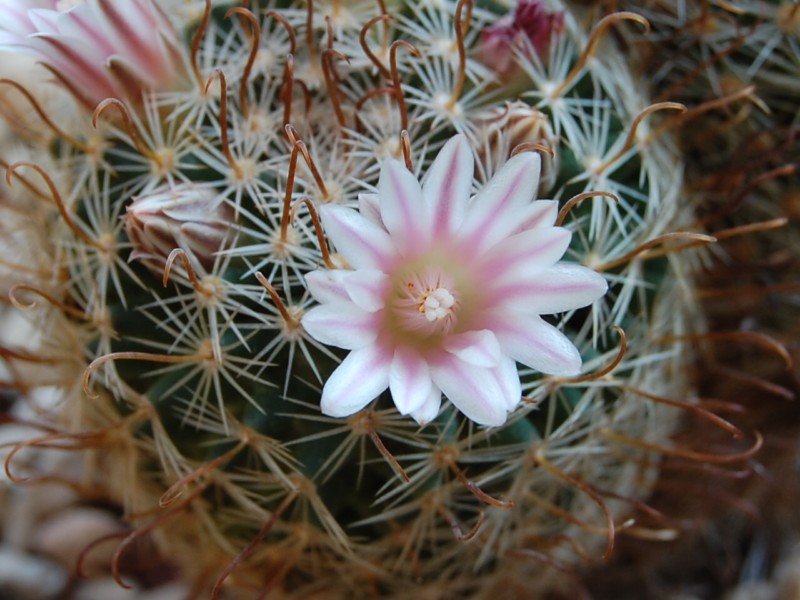 Mammillaria unihamata 