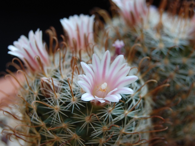 Mammillaria unihamata 