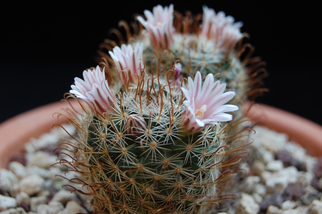 Mammillaria unihamata 