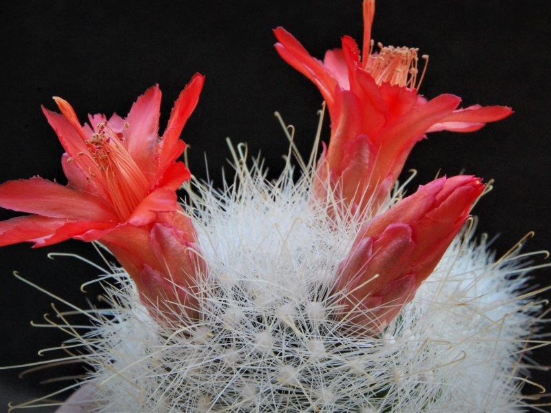 Mammillaria senilis 