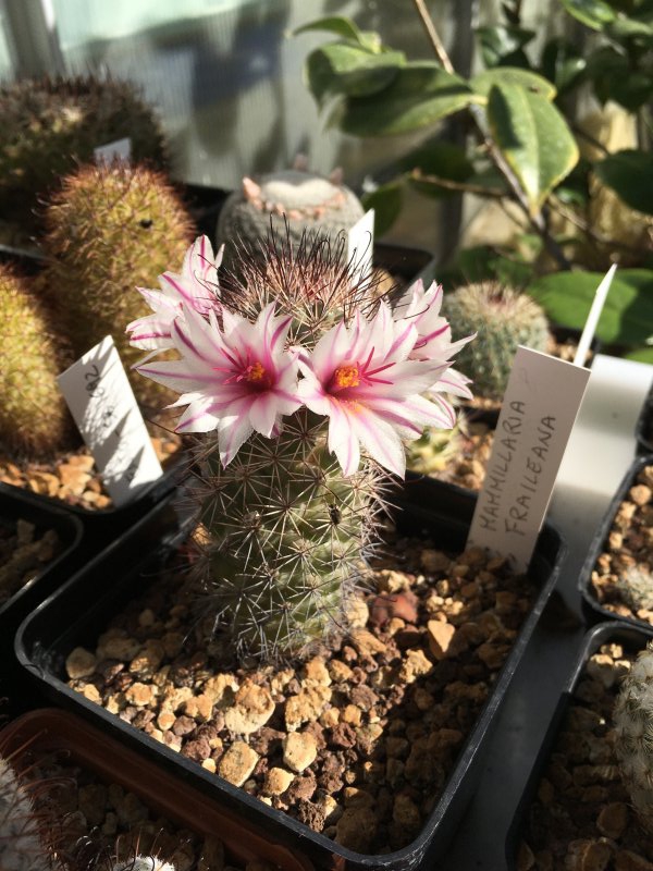 Mammillaria fraileana L 020