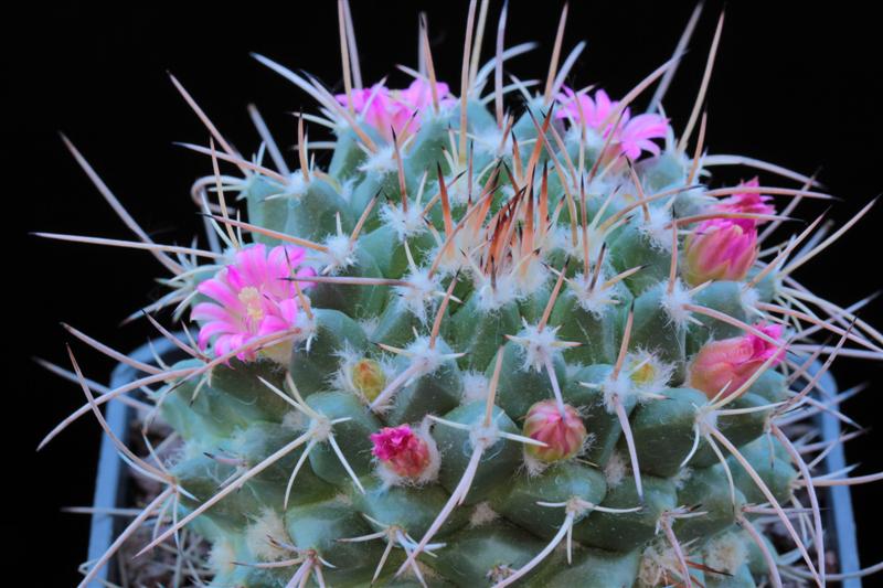 Mammillaria compressa ssp. centralifera BZ 27