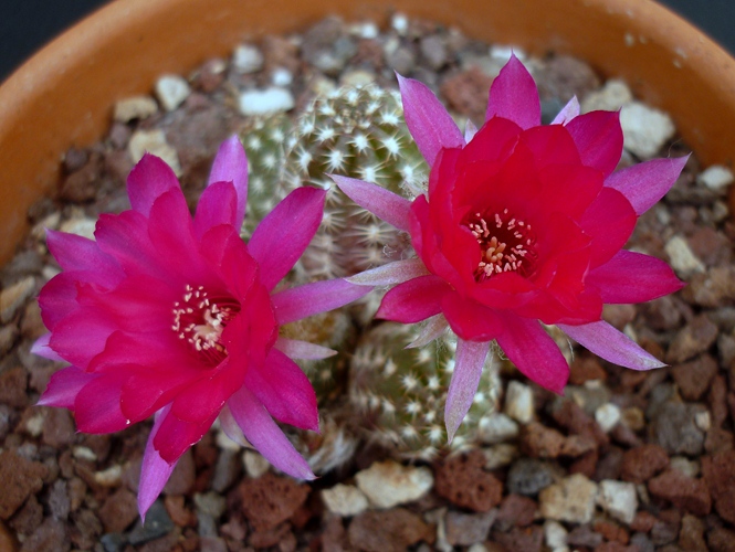 Chamaecereus cv. violet 