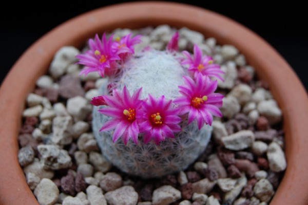 Mammillaria humboldtii 