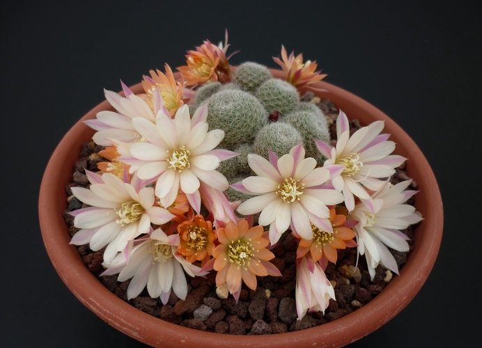 Rebutia cv. sunrise 