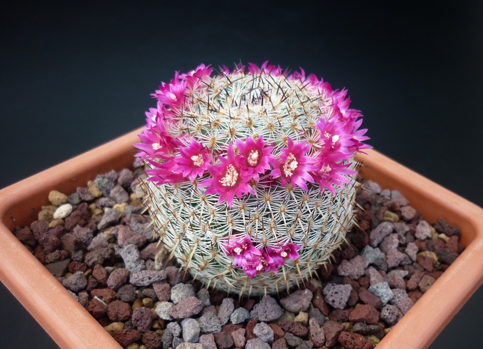 Mammillaria haageana ssp. elegans 